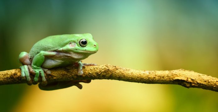 Image for Eat that frog: Time management strategy for business success