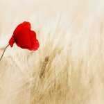 Honouring Remembrance Day: reflecting on sacrifice, legacy, and resilience