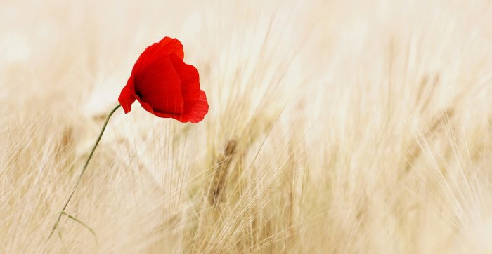 Image for Honouring Remembrance Day: reflecting on sacrifice, legacy, and resilience